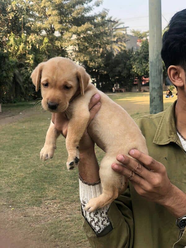 Labrador female puppy available non pedigree 4