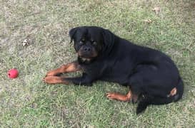 Rottweiler