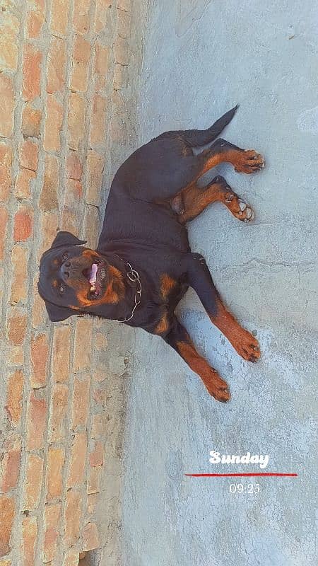 Rottweiler Male 2