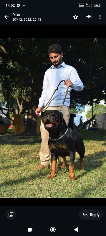 Rottweiler Male 4