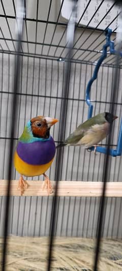 love birds and lady gouldian