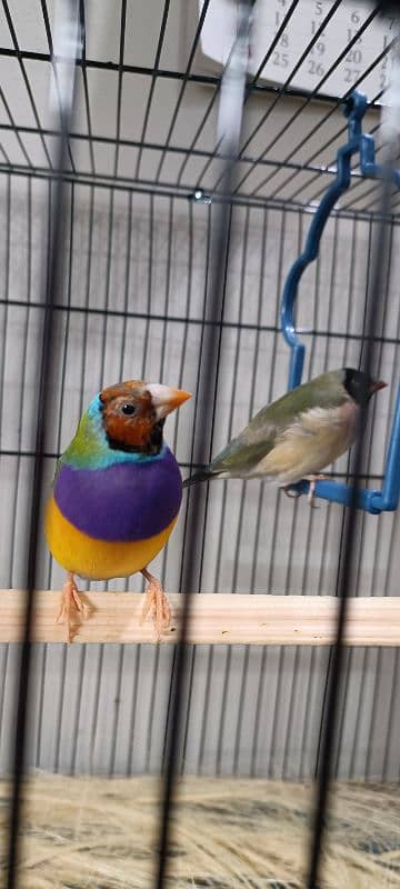 love birds and lady gouldian 0