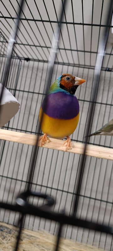 love birds and lady gouldian 1