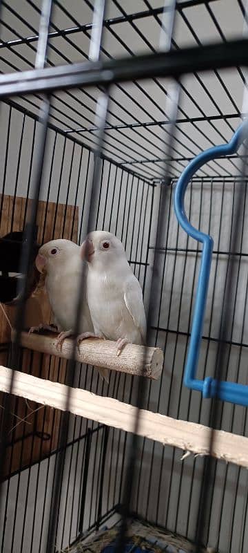 love birds and lady gouldian 2