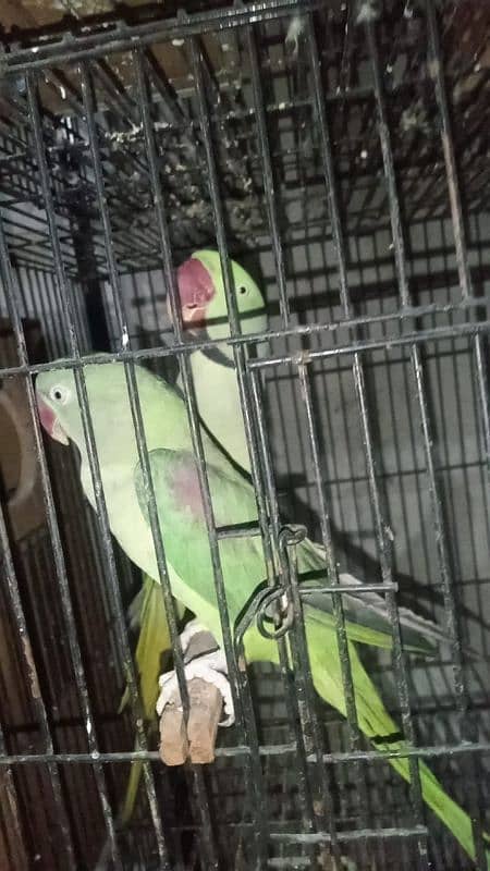 Active and healthy parrot For  sale 0