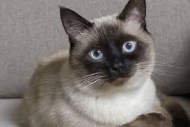 siamese  male for stud