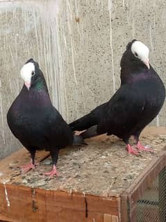 Mukhi Pair Pure German Bloodline