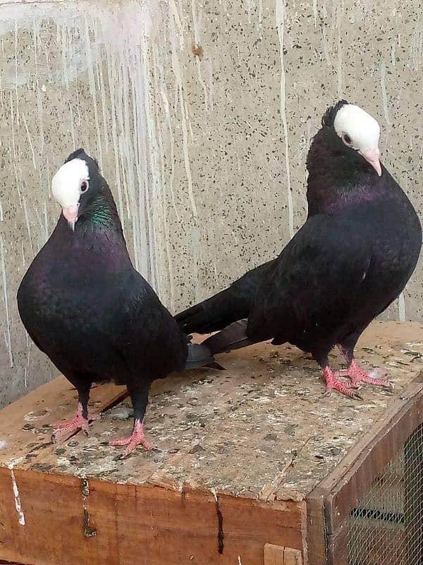 Mukhi Pair Pure German Bloodline 0