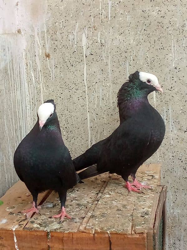 Mukhi Pair Pure German Bloodline 1