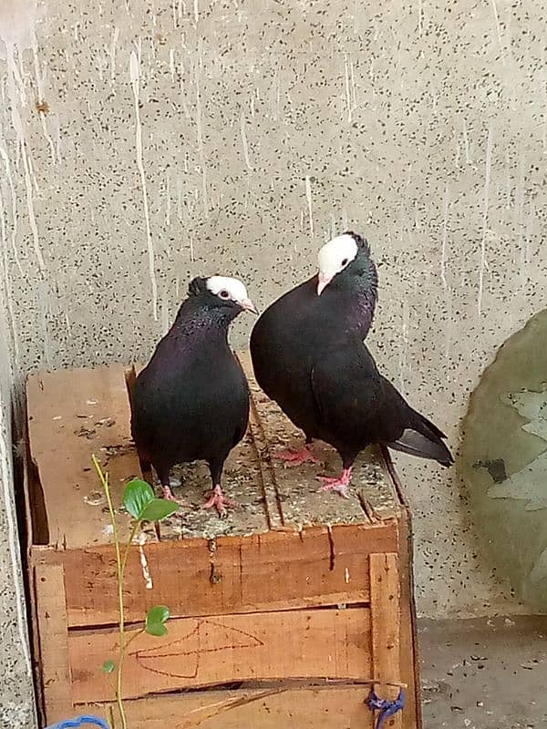 Mukhi Pair Pure German Bloodline 2