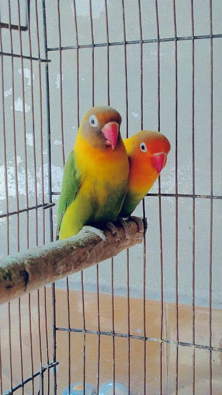 Love Birds 5