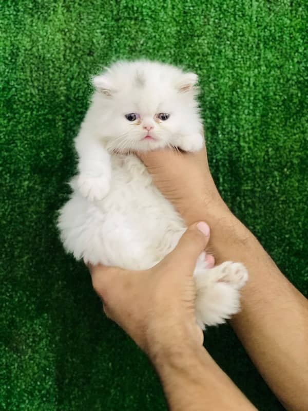 Persian punch face triple coated male kitten(03244092052) 0