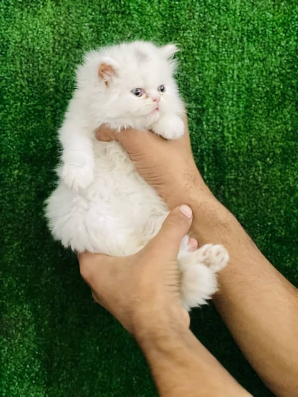 Persian punch face triple coated male kitten(03244092052) 1