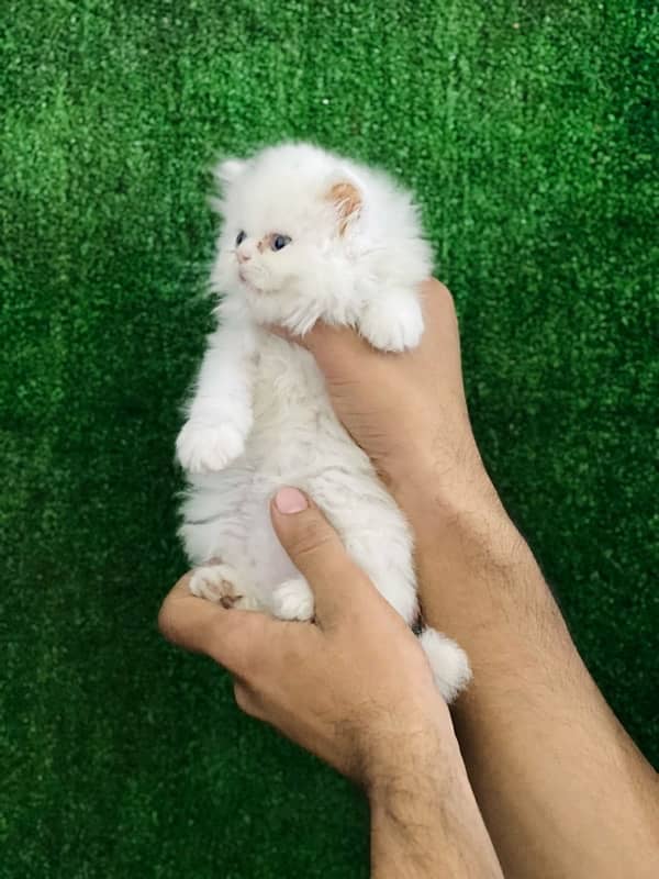 Persian punch face triple coated male kitten(03244092052) 3