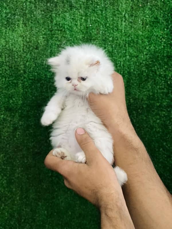 Persian punch face triple coated male kitten(03244092052) 4