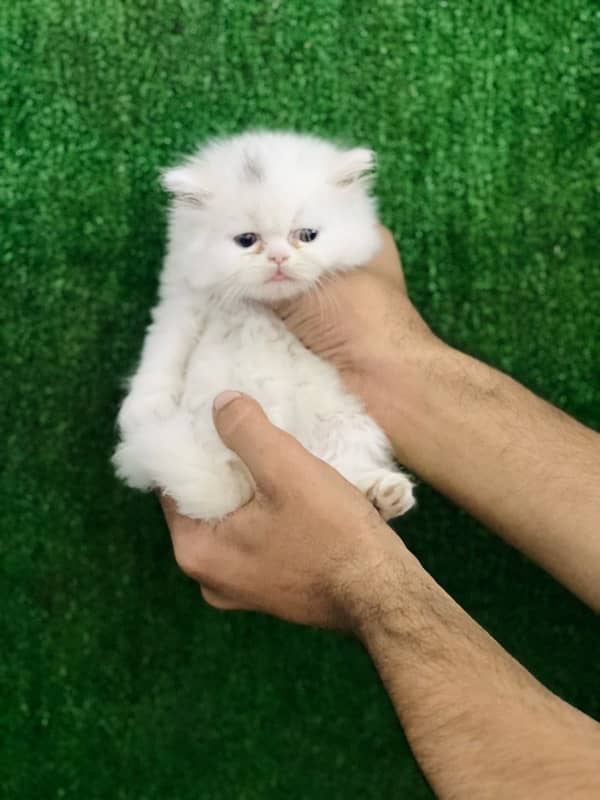 Persian punch face triple coated male kitten(03244092052) 5