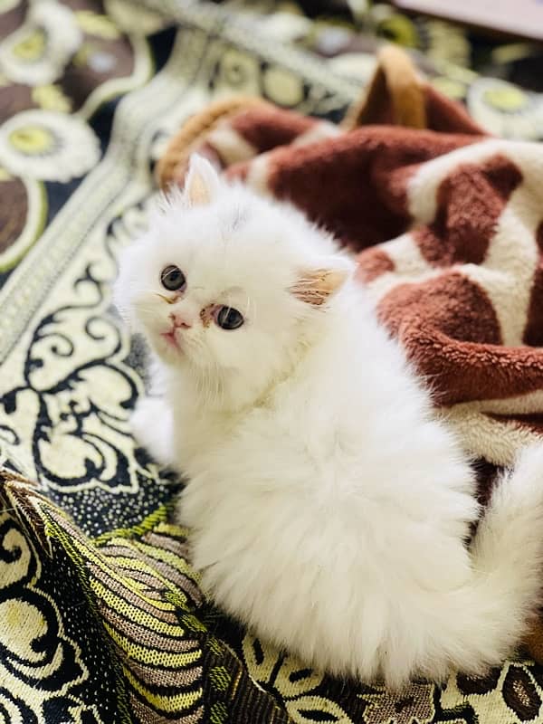 Persian punch face triple coated male kitten(03244092052) 6