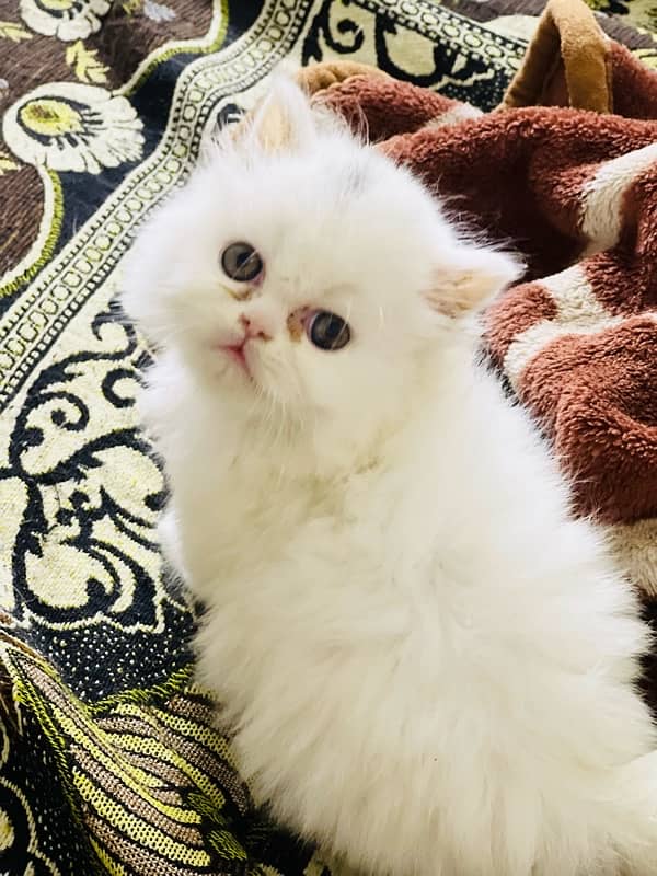 Persian punch face triple coated male kitten(03244092052) 7