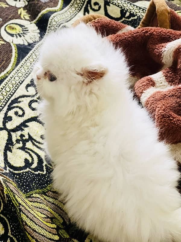 Persian punch face triple coated male kitten(03244092052) 8