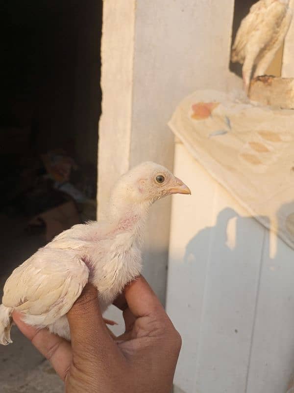 14 Aseel chicks for sale 0