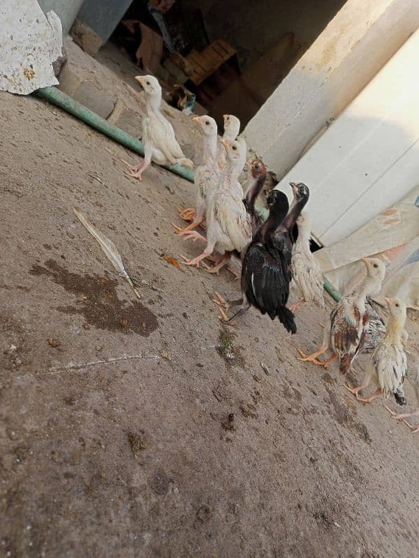 14 Aseel chicks for sale 2