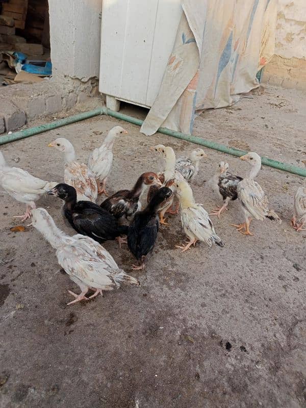 14 Aseel chicks for sale 3