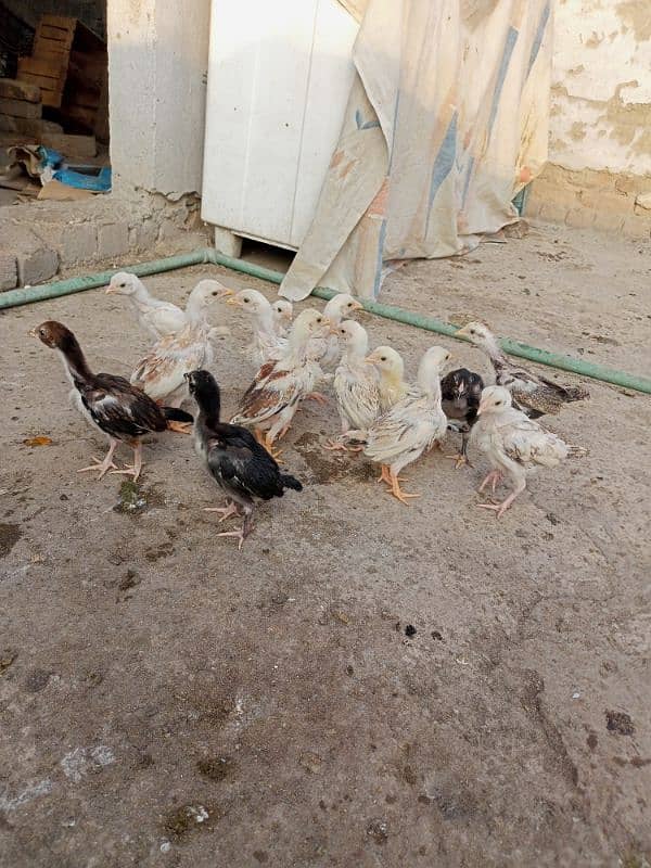 14 Aseel chicks for sale 5