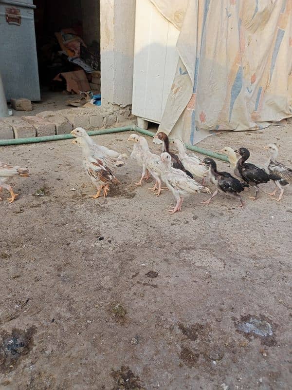 14 Aseel chicks for sale 6