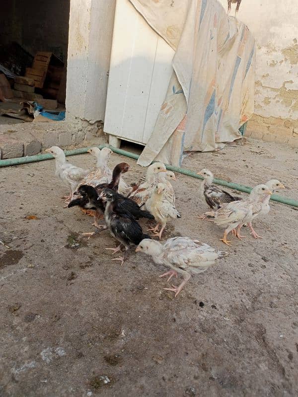 14 Aseel chicks for sale 7