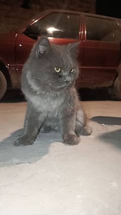 Russian cat grey