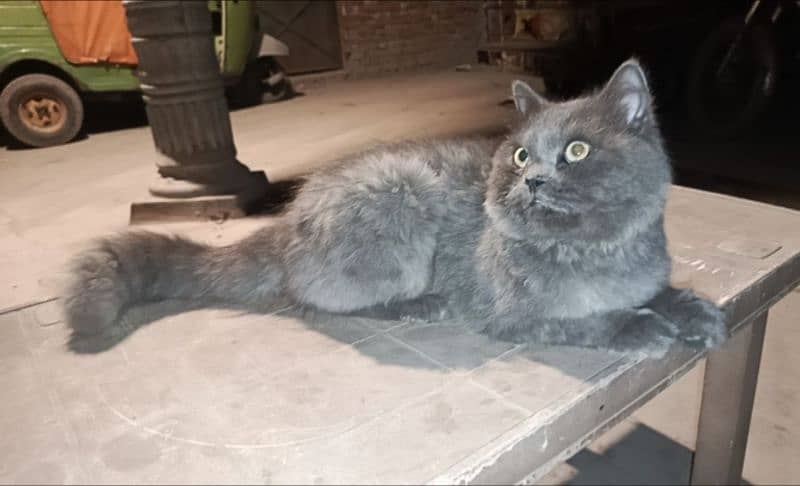 Russian cat grey 1