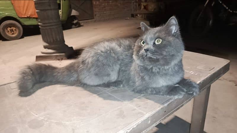 Russian cat grey 2