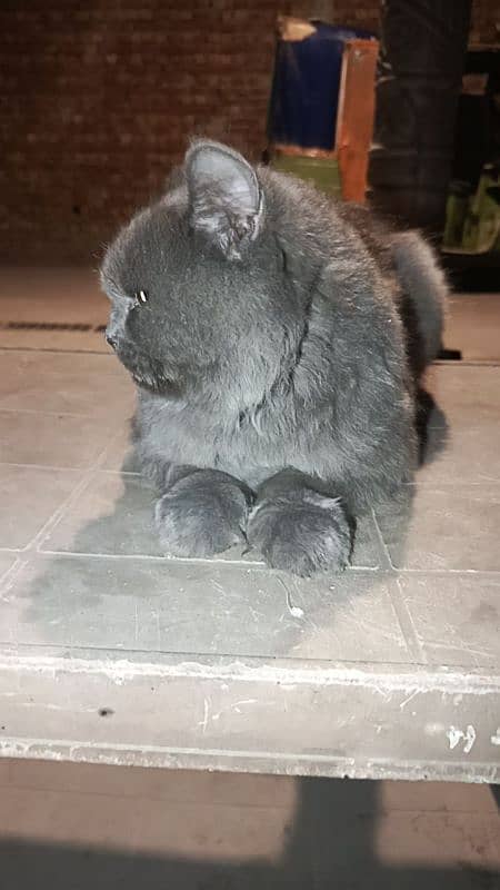 Russian cat grey 3