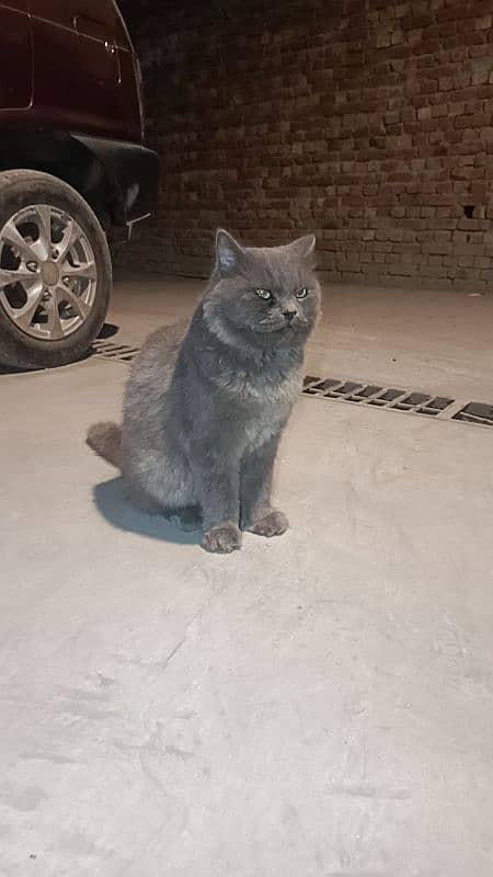 Russian cat grey 4