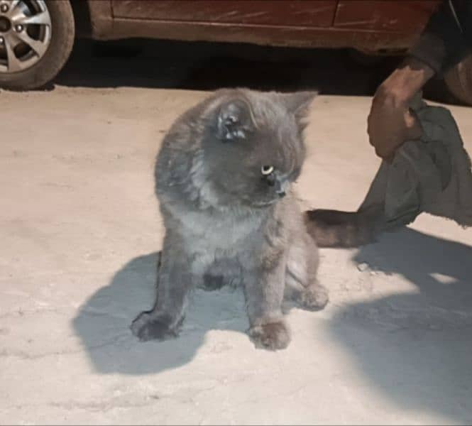 Russian cat grey 5