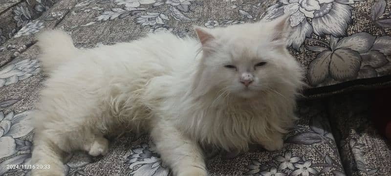 triple coat breed Persian cat 0