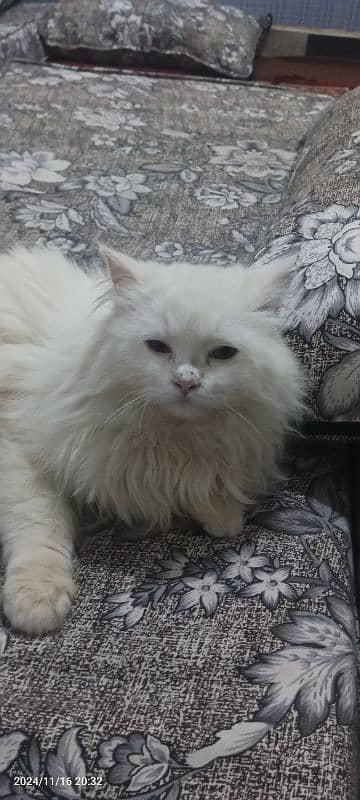 triple coat breed Persian cat 1