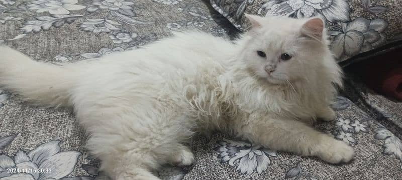 triple coat breed Persian cat 2