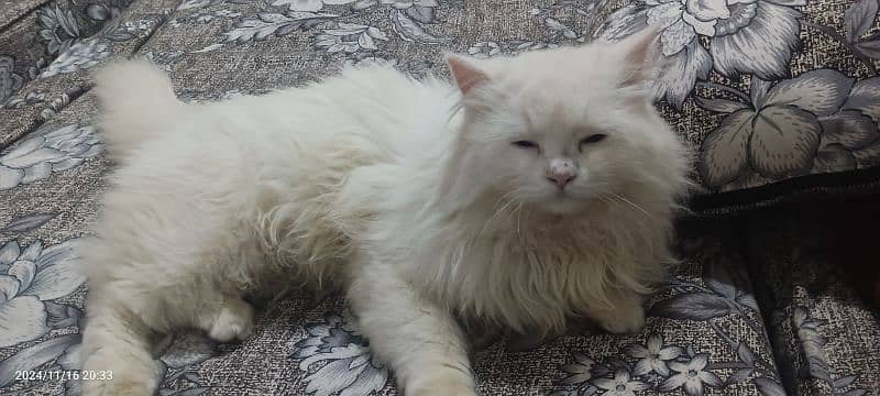 triple coat breed Persian cat 3