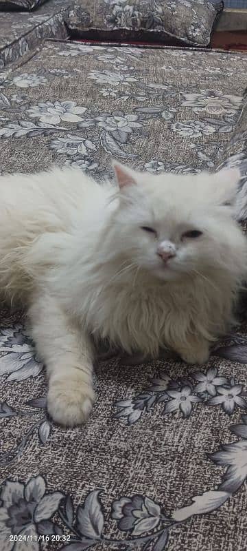 triple coat breed Persian cat 4