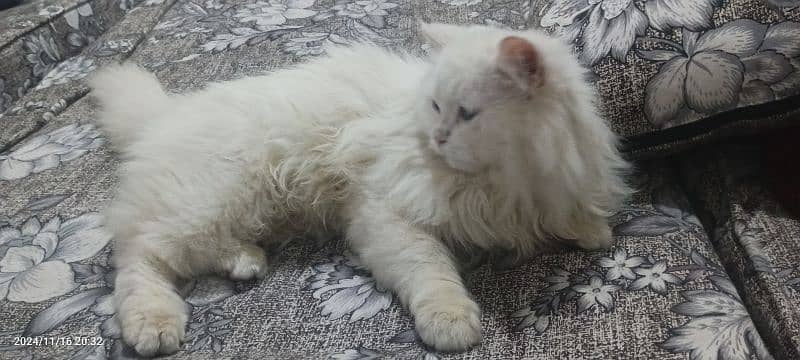 triple coat breed Persian cat 5