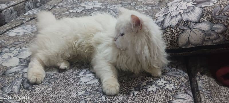 triple coat breed Persian cat 6