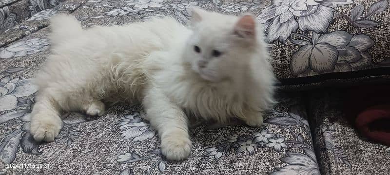 triple coat breed Persian cat 7