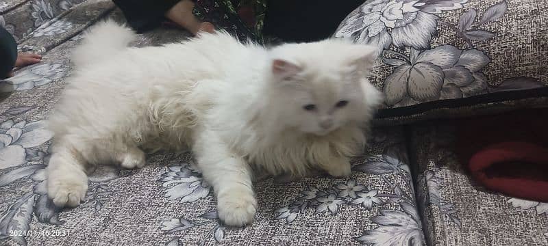 triple coat breed Persian cat 8