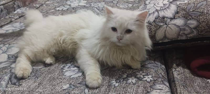 triple coat breed Persian cat 9