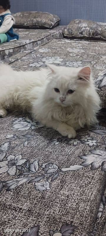 triple coat breed Persian cat 10