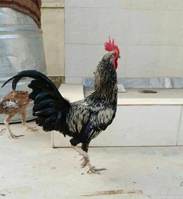 Desi breeder Murgha for sale 0