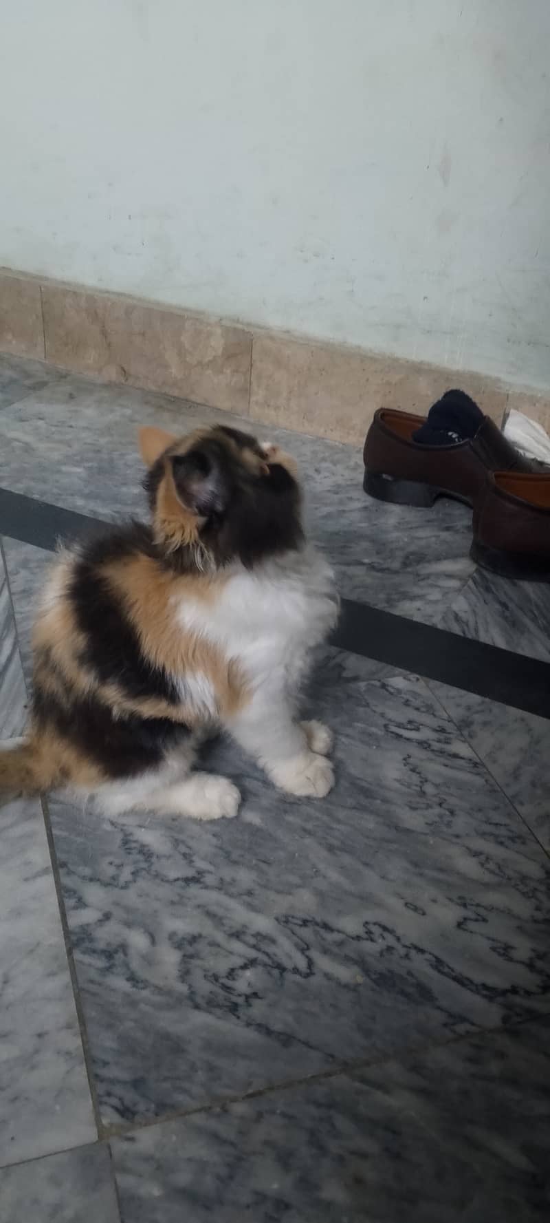 Peke Persian cat 0