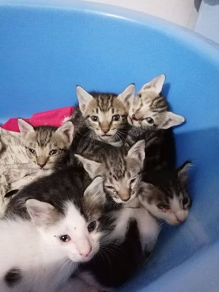 need shelter for stray cat and her kittens 0