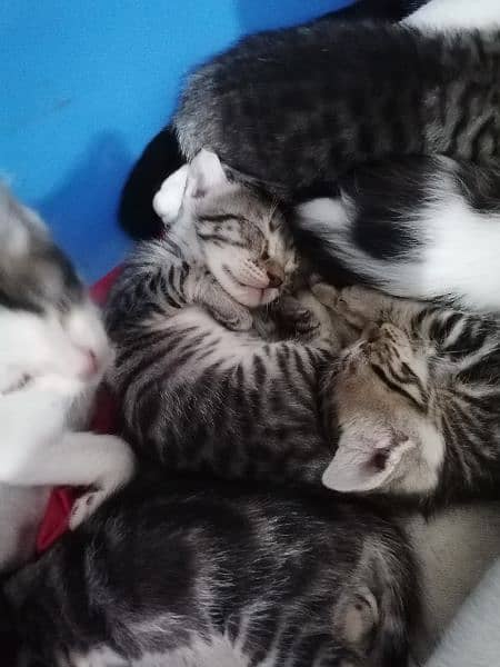 need shelter for stray cat and her kittens 2